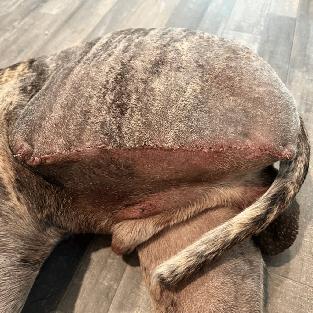 Close-up of Dior's hind leg incision site, showing clean stitches and healing progress on day 10 post amputation surgery.