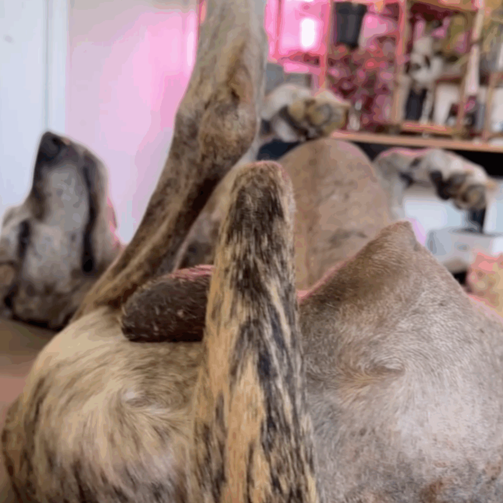 Dior the Great Dane lying on his back with his paws up, relaxing peacefully on his bed 10 days after surgery.