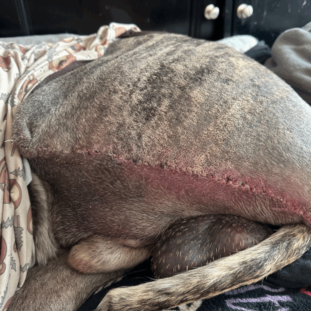 Close-up of a Great Dane's healing surgical incision after hind limb amputation