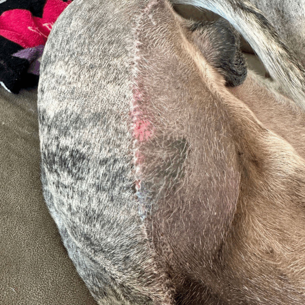 Close-up view of Dior’s healing amputation incision 16 days post-op