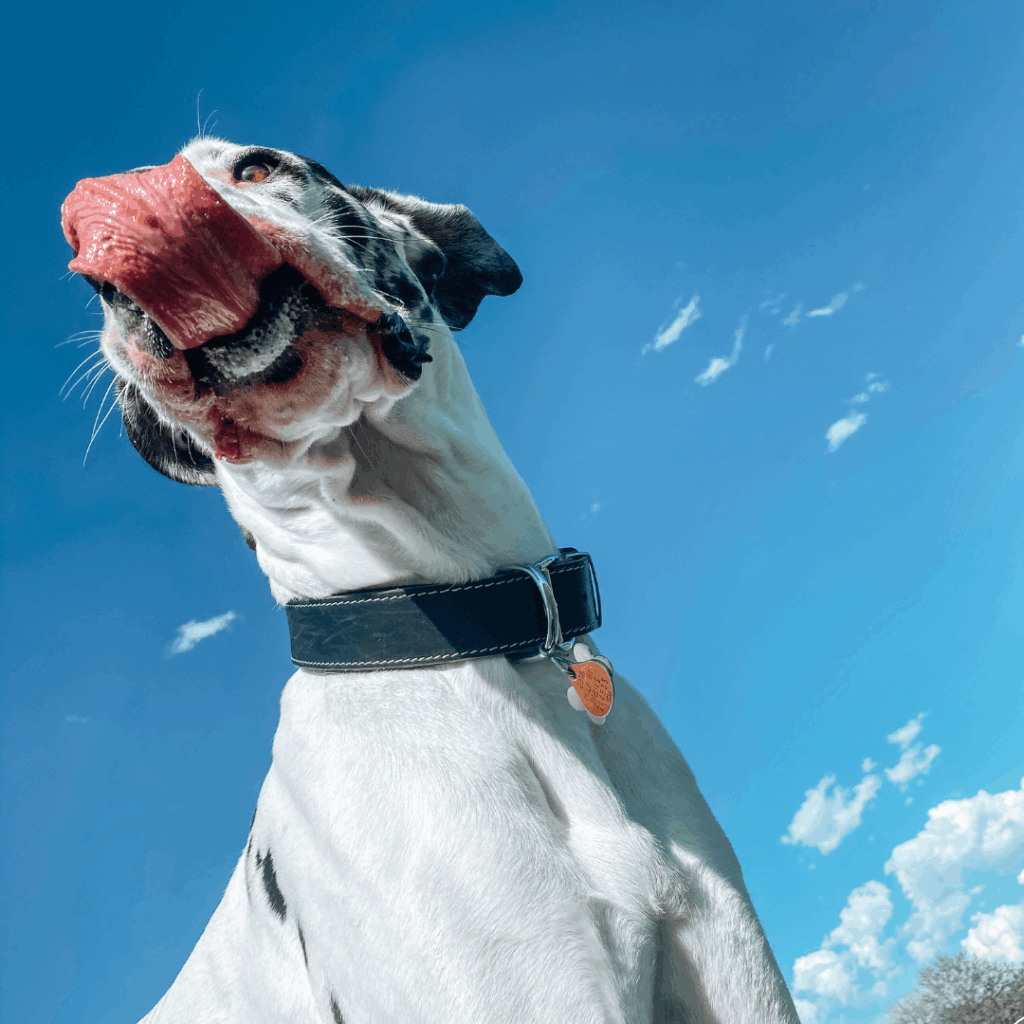 Dymond with his tongue out, smiling under a bright blue sky