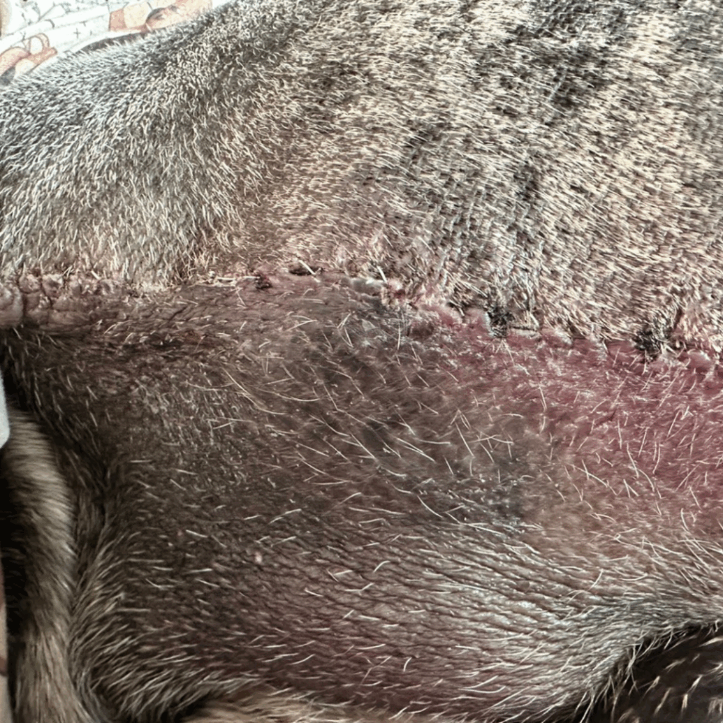 Zoomed-in view of a Great Dane’s healing stitches from a leg amputation
