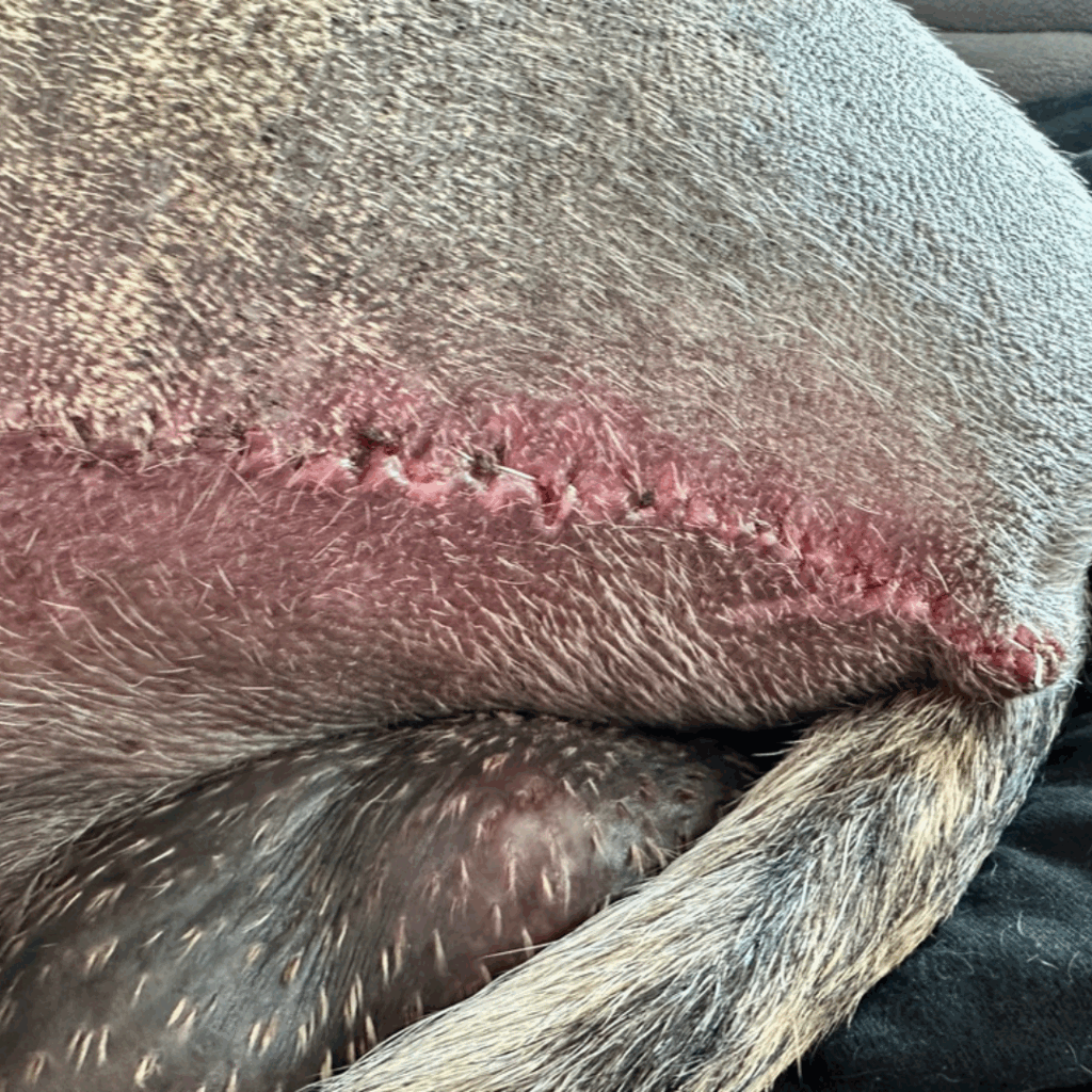 Healing incision on a Great Dane’s amputated limb with tail curled beside it
