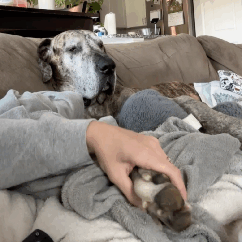 Great Dane resting on the couch while mom gently holds his paw