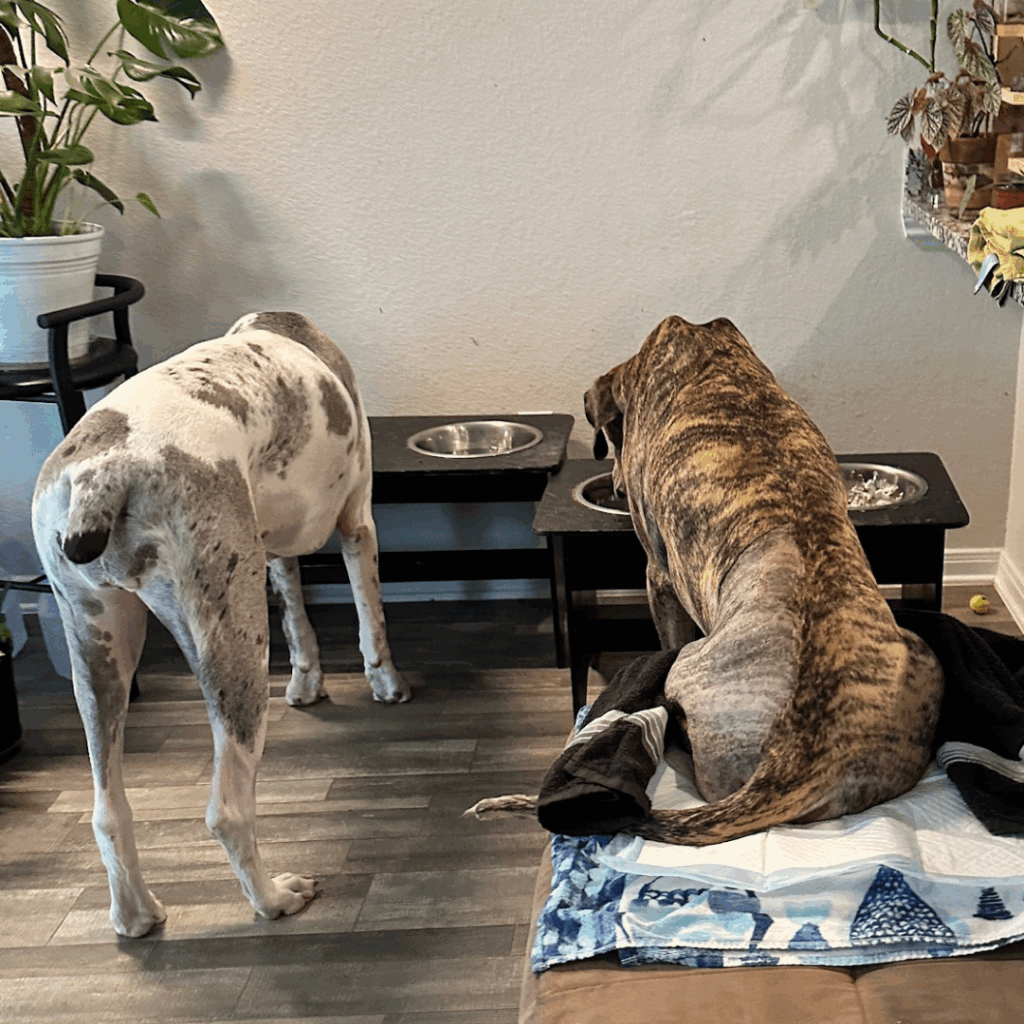 Great Danes Dior and Dolce eating side by side at elevated food bowls.