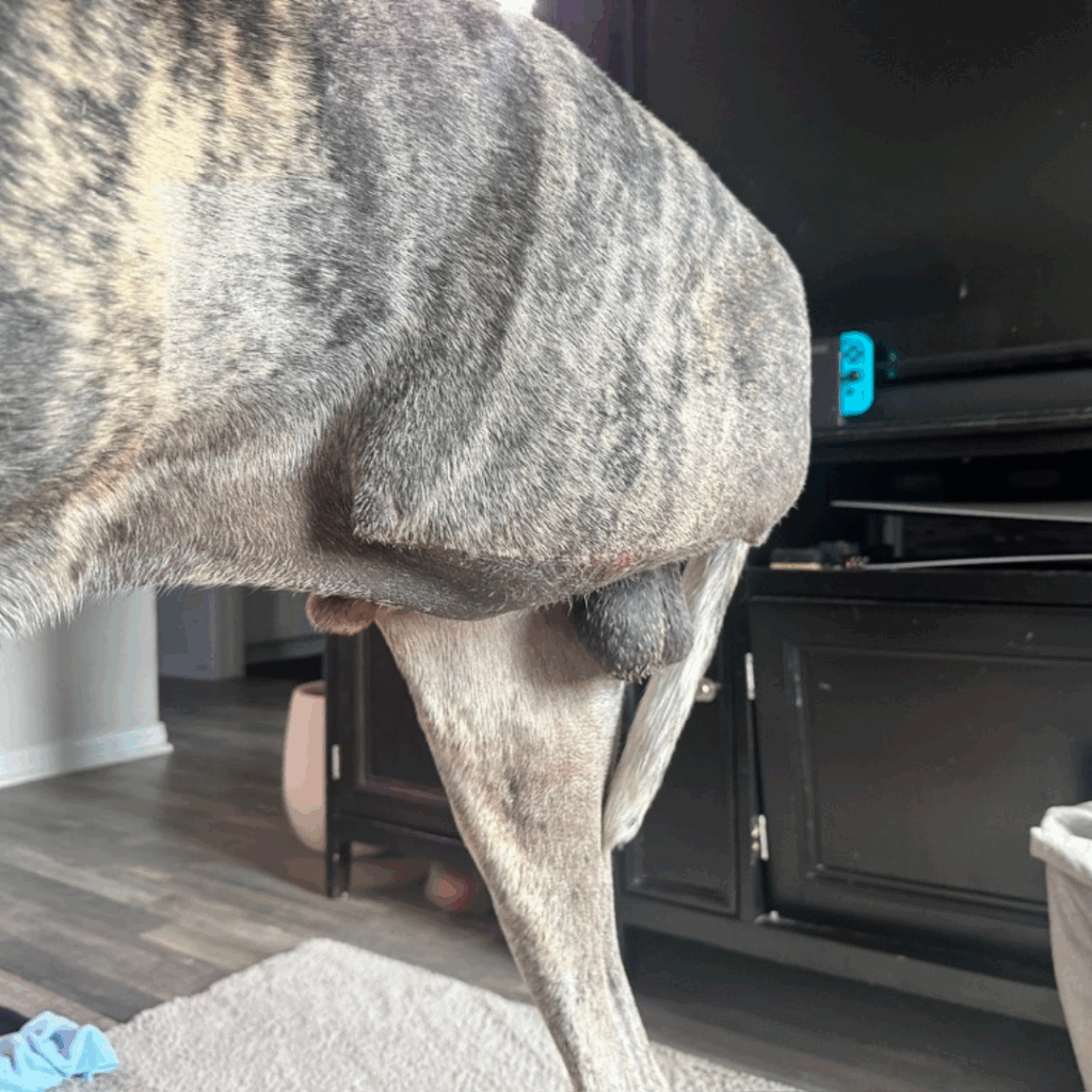 Side view of Dior standing on three legs, showing his healing amputation site