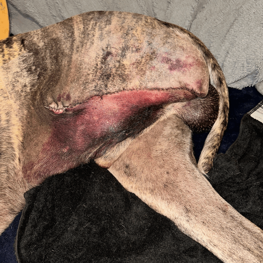 Healing amputation site on Great Dane showing swelling and some scabbing.