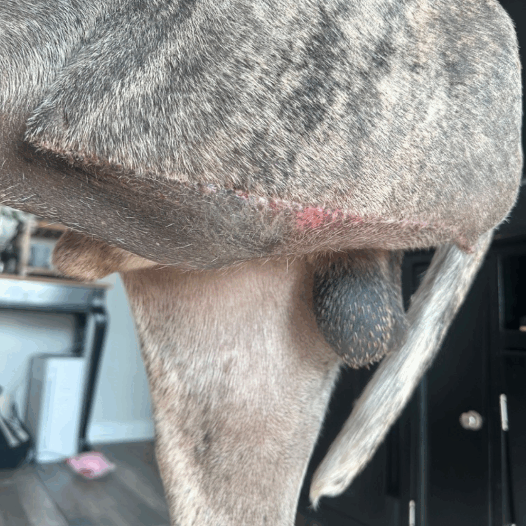 Close-up of Dior’s surgical scar showing red scabbing and mild inflammation