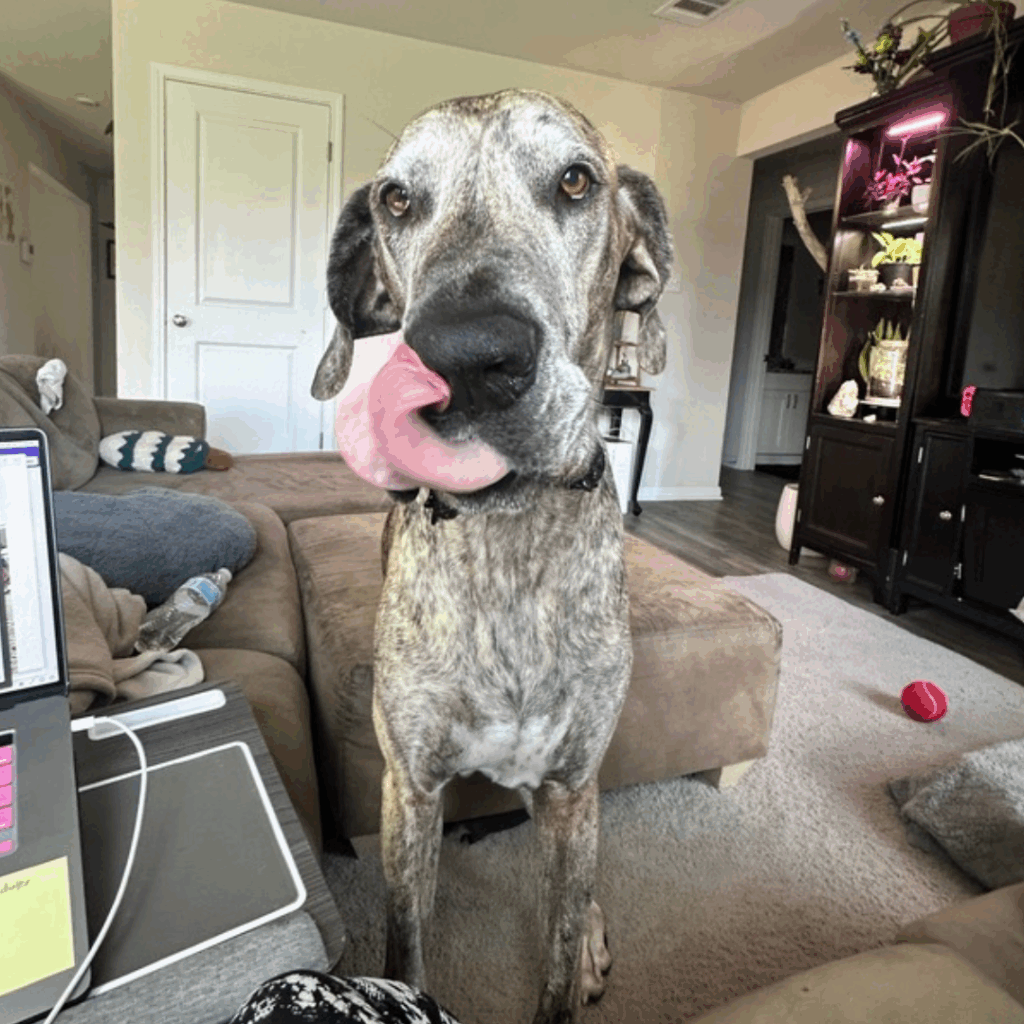 Dior standing in front of the couch with his tongue out and a playful expression