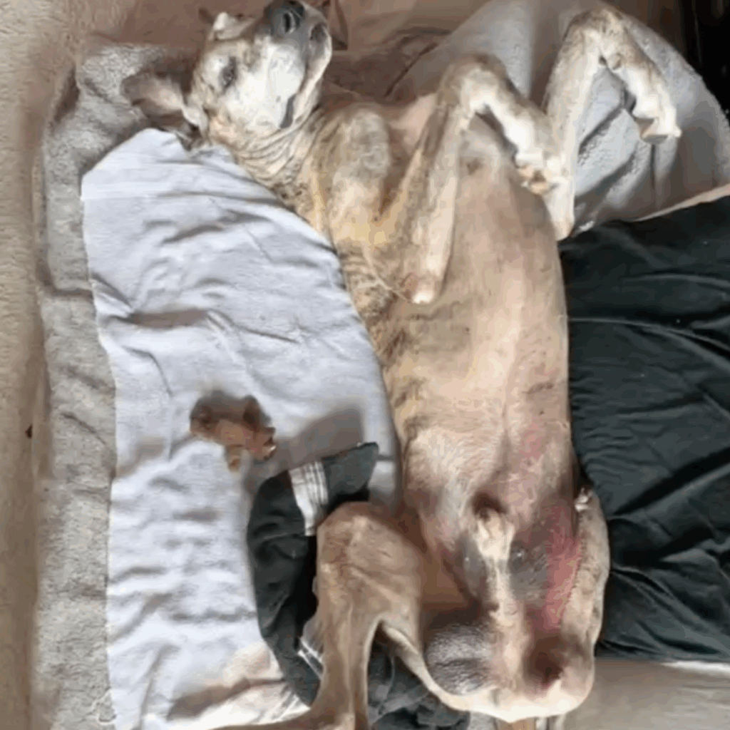 Great Dane Dior sleeping on his back post-surgery, showing relaxed body posture.