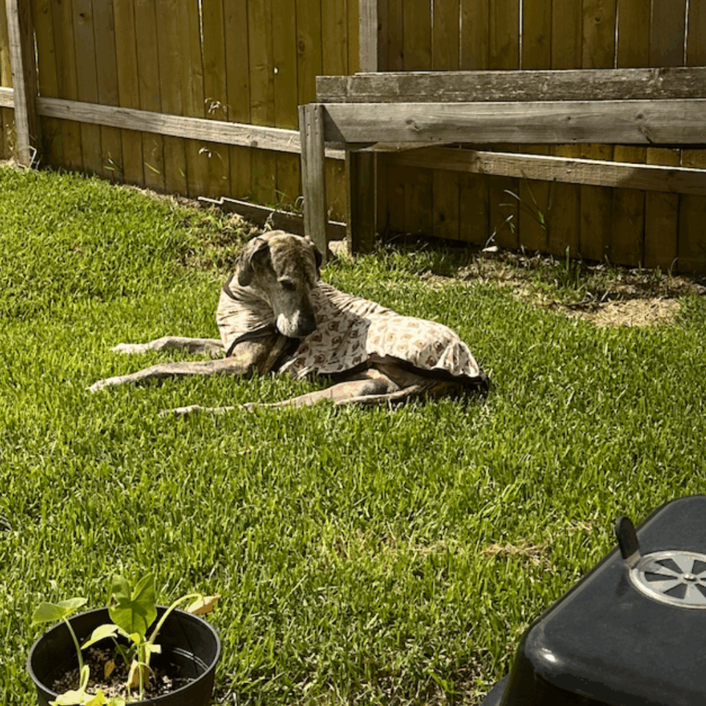 Great Dane recovering from hind leg amputation resting in the backyard while wearing a summer dog shirt