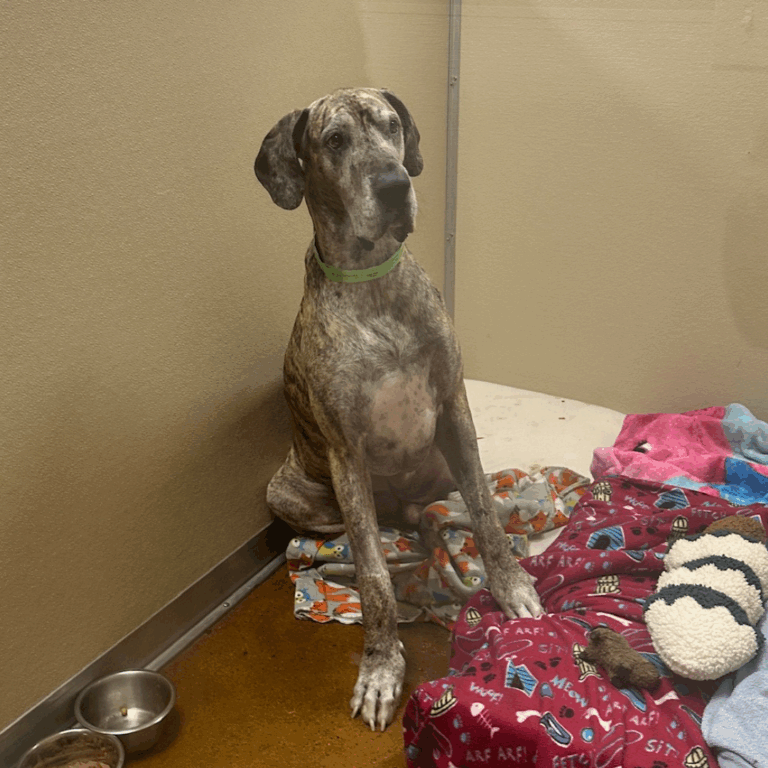 Dior the Great Dane sitting upright in his recovery enclosure the day after hind leg amputation surgery