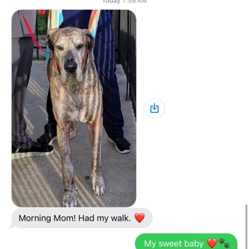 June 11, 2025 – Dior’s First Full Day as a Tripawd 🤍